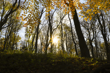 Obraz premium Autumn forest in the sun rays.