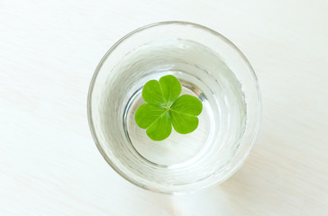 Clover leaf in the glass