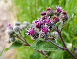 Blooming Carduus on the light green background