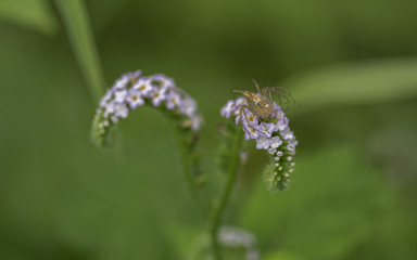 Spider on purple flowers
