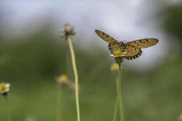 Plain Tiger butterfly sucking nectar from yellow flowers .