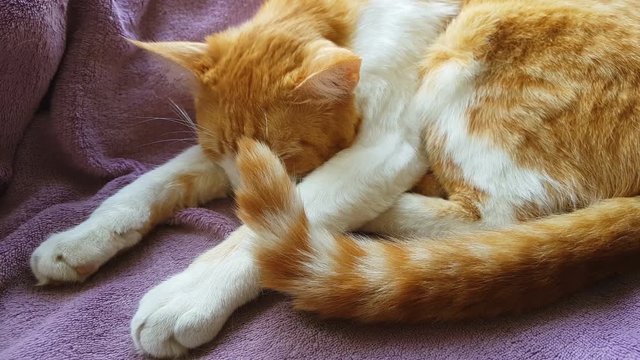 Morning sunlight on the sleeping red cat. Cute funny red-white cat on the blanket, close up, dynamic scene, 4k video.