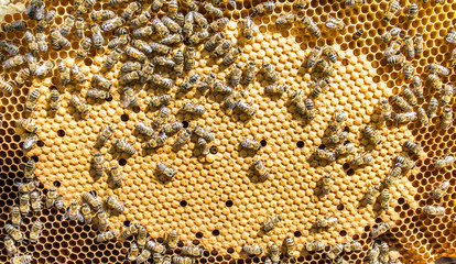 Bee. honey. insect. beekeeping