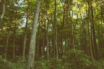 Obraz premium High trunks of trees of the mysterious evening forest