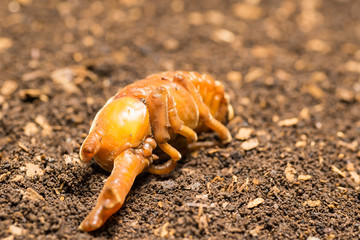 カブトムシの蛹