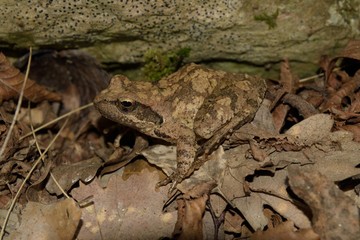 frog