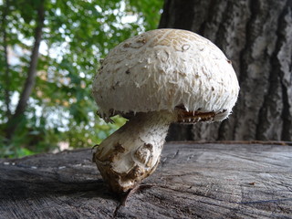 fungus