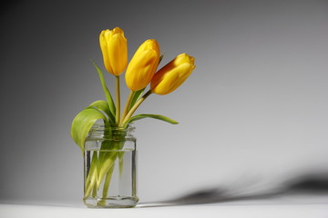 Three yellow tulips./Three yellow tulips in a glass jar.