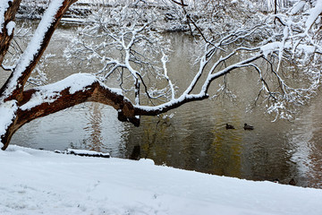 Заснеженное дерево над водой