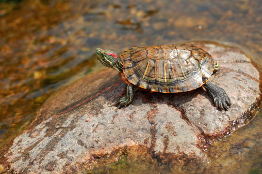 Pond Turtle Heating./Pond Turtle Heating In The Sun On Rock In Lake Water.