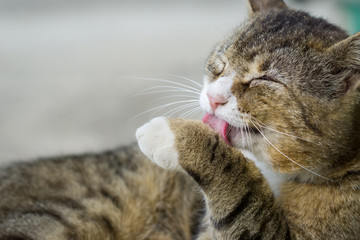 Cat isolated with blurred gray background