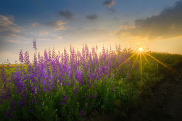 Sunset with flowers