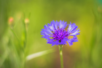 field knapweed