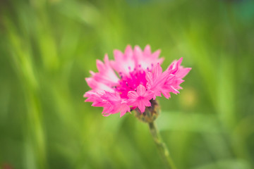 Obraz premium field knapweed