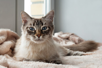 Adorable furry cat of seal lynx point color with blue eyes is lying on a pink blanket near to the window and looking into the camera, front view.