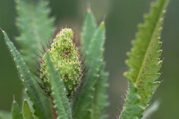 poppy bud