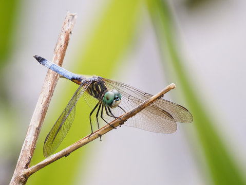 Focus Stacked Closeup Image of a Blue Dasher Dragonfly