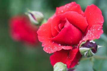 rose flower with drops