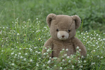 Brown Teddy Bear sitting in grass field