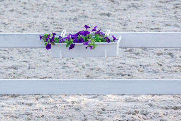 Garden fence with pink roses, sage, speedwell and catmint
