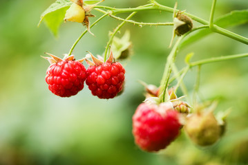 Raspberries growing in farm