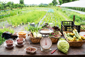 Scale with fresh farm produce on table © photology1971