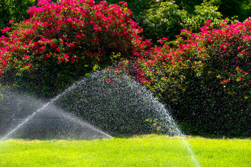 garden sprinkler during watering the green lawn on a sunny summer morning - obrazy, fototapety, plakaty