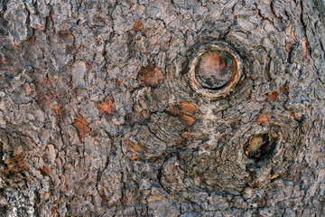 Natural wood background of gray-brown tree bark with round holes.