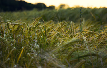 Fototapeta premium Wheat ear at sunset. Agriculture. Wheat field. Summer harvest.