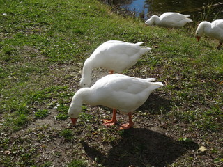 geese