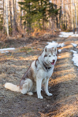 Naklejka na ściany i meble Portrait of Beige and white Siberian Husky dog sitting on the path in the forest in early spring season. Image of young lovely husky male looks like a wolf at sunset