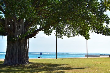 ワイキキビーチの木陰