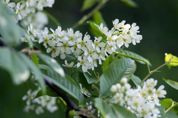 Prunus padus bird cherry tree blooming during spring, group of small white flowers and green leaves on branches