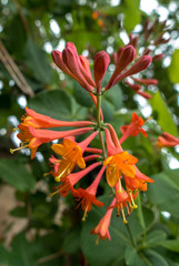 Fototapeta premium A close up view of honeysuckle.