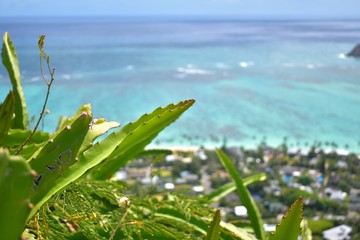 ラニカイビーチとサボテン