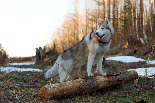 Profile Portrait of free Beige and white Siberian Husky dog standing on the tree in the forest at sunset in early spring season. Image of young lovely husky male looks like a wolf