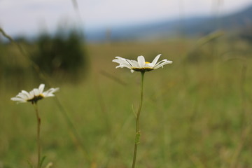 Carpathian landscapes and herbs. Wildflowers of the Carpathian Mountains, and grass on a blurred background.