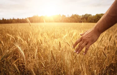 Crédence de cuisine en verre imprimé Campagne Concept de récolte, gros plan de la main masculine dans le champ de blé avec espace de copie