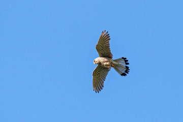Common kestrel male in flight under blue sky. Cute orange falcon hovering and looking for prey. Bird in wildlife.
