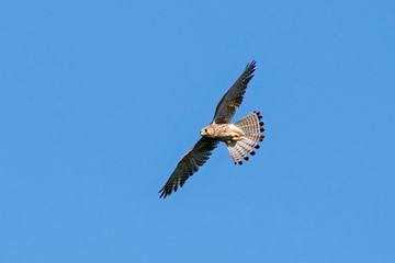 Common kestrel female in flight under blue sky. Cute orange falcon hovering and looking for prey. Bird in wildlife.