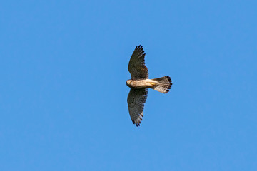 Common kestrel female in flight under blue sky. Cute orange falcon hovering and looking for prey. Bird in wildlife.