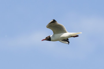 Black-headed gull flying. Cute beautiful elegant white black waterbird. Bird in wildlife.