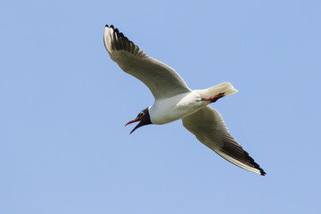Black-headed gull flying. Cute beautiful elegant white black waterbird. Bird in wildlife.