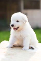 Portrait of a lovely maremmano abruzzese sheepdog puppy with tonque out sitting outside in summer. Adorable white maremma puppy