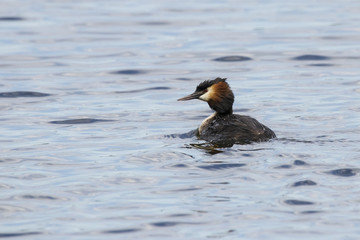 Great crested grebe swimming on water. Cute bright waterbird. Bird in widlife.