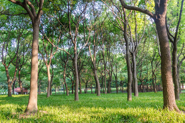 Trees growing in a park.