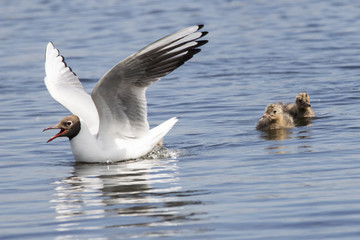 Fototapeta premium Black headed gull family: parent with nestlings. Cute young waterbirds. Birds in wildlife.