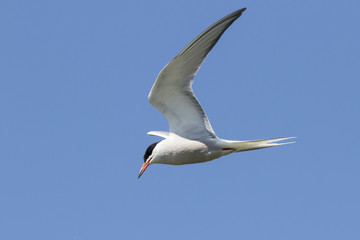 Common tern flying and fishing. Cute elegant graceful white waterbird. Bird in wildlife.