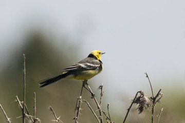 Citrine wagtail male on grass. Cute yellow-headed songbird. Bird in wildlife.