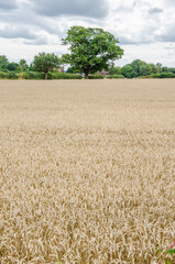 A field of wheat.
